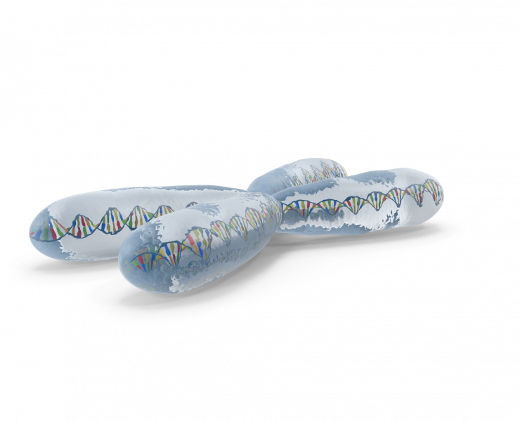 Chromosome.H03.2k