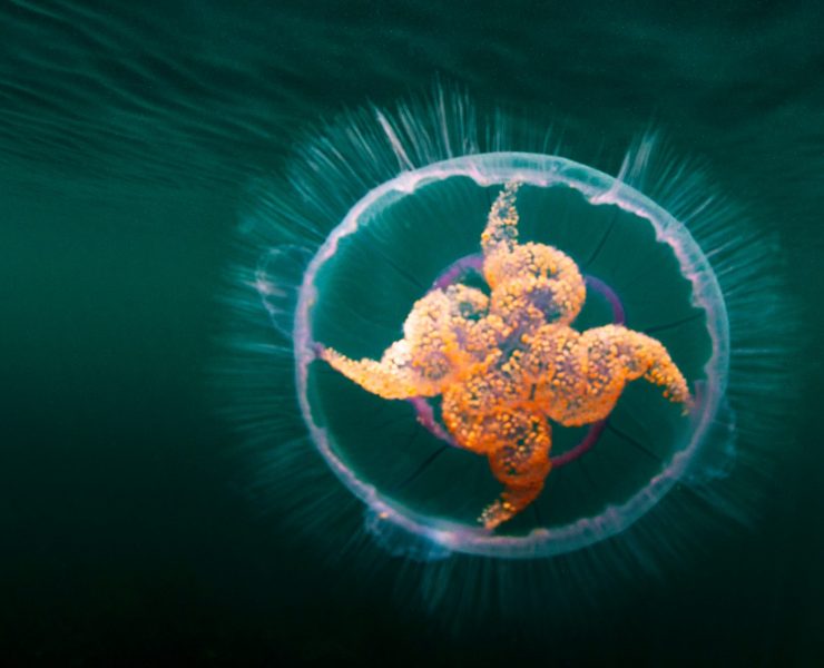 Colorful jellyfish swimming underwater