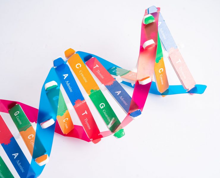 DNA or Deoxyribonucleic acid is a double helix chains structure formed by base pairs attached to a sugar phosphate backbone.