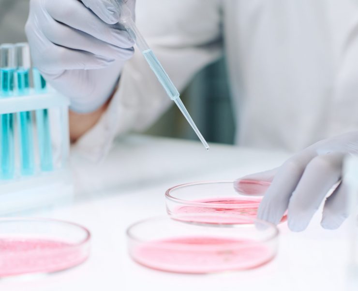 Gloved hands of modern scientist adding drop of liquid from flask in petri dish containing pink substance from plastic pipette in laboratory