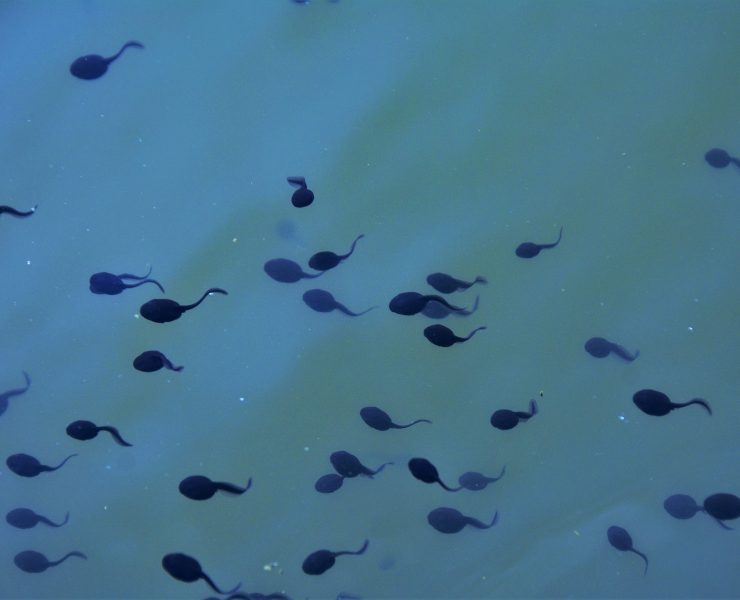 many tadpoles swim in the water